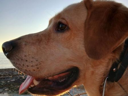 A labrador from Aktau saved a girl at the cost of his life